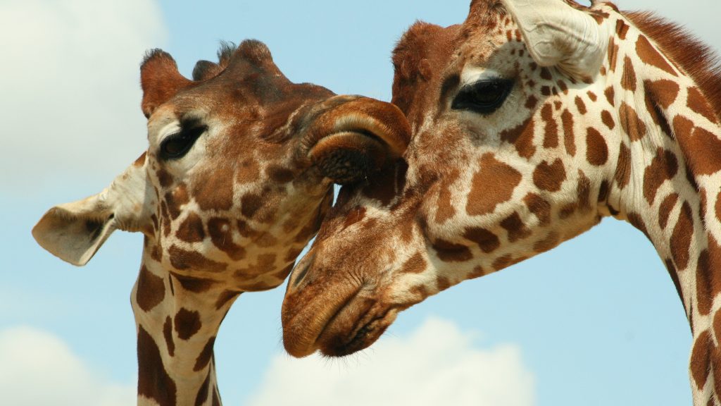 Zwei Giraffen berühren sich